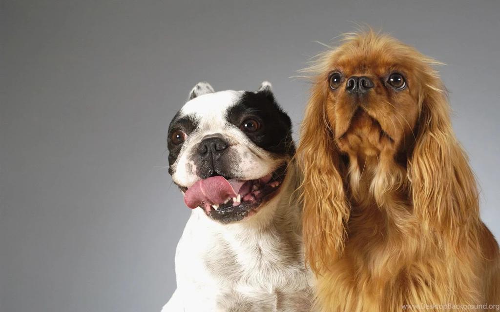 Funny Dogs Wallpapers And Images Wallpapers, Pictures, Photos