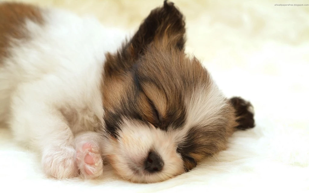 Funny Pictures Of Dog HD Wallpapers And Pictures