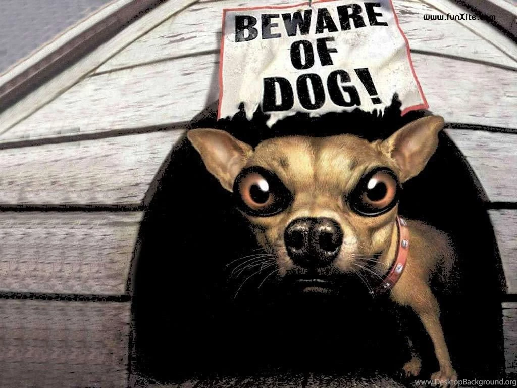 Funny Dog Wallpapers