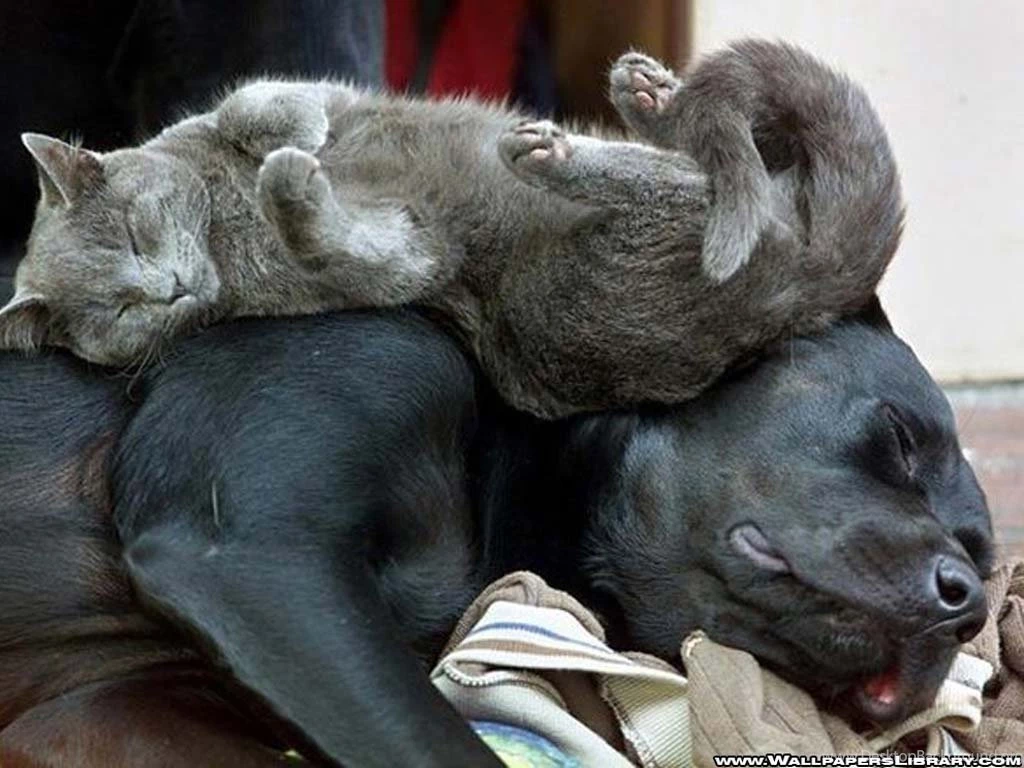 Gallery For Funny Cats And Dogs Wallpapers