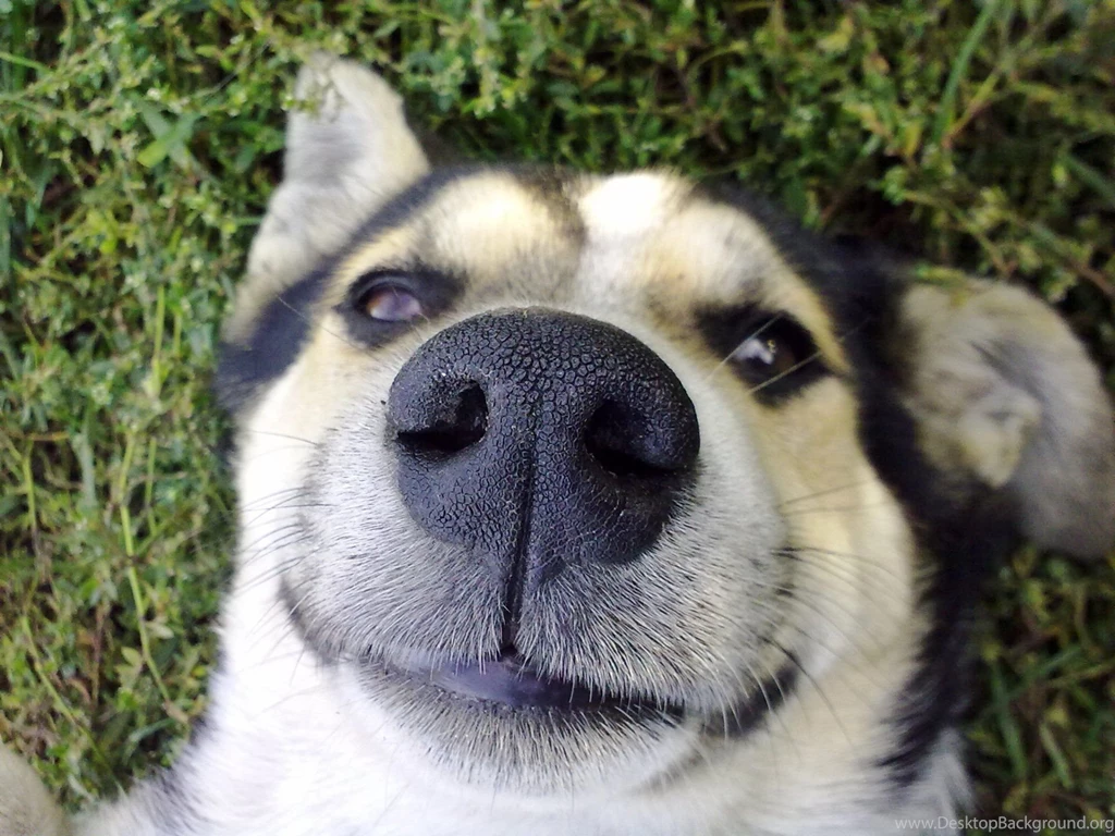 27 Fantastic HD Funny Wallpapers HDWallSource.com