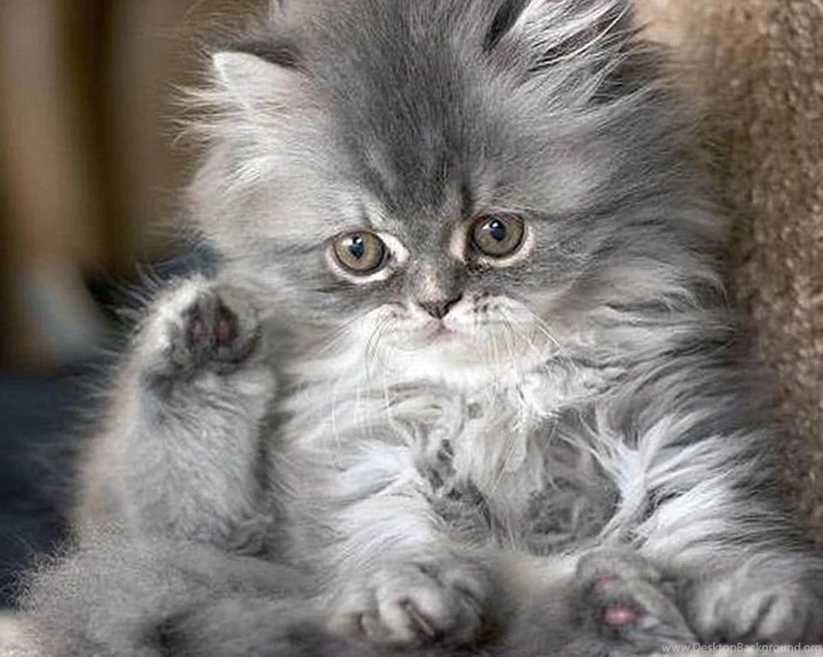 Hd Cat Wallpapers, Free Cat Images, Claw, Hairy, Animals, Animal ...