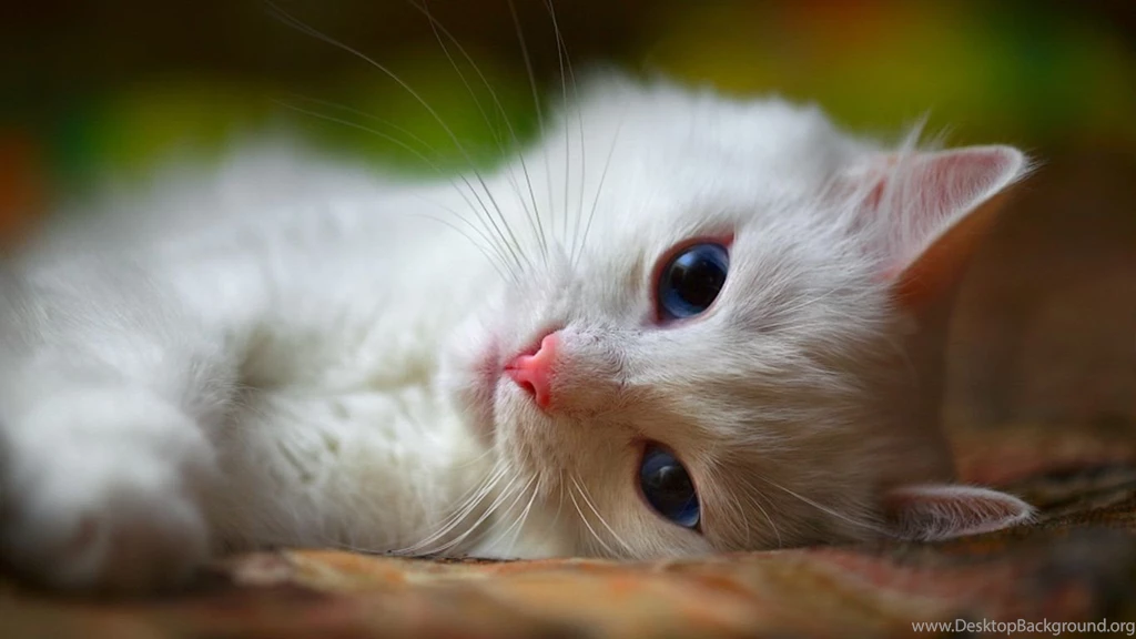 Beautiful Cat Images   HD Wallpapers Pretty