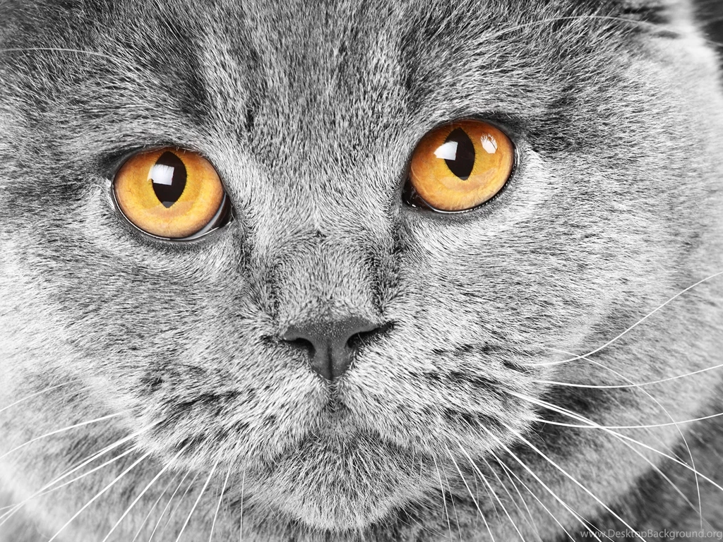 Wallpaperlite.com