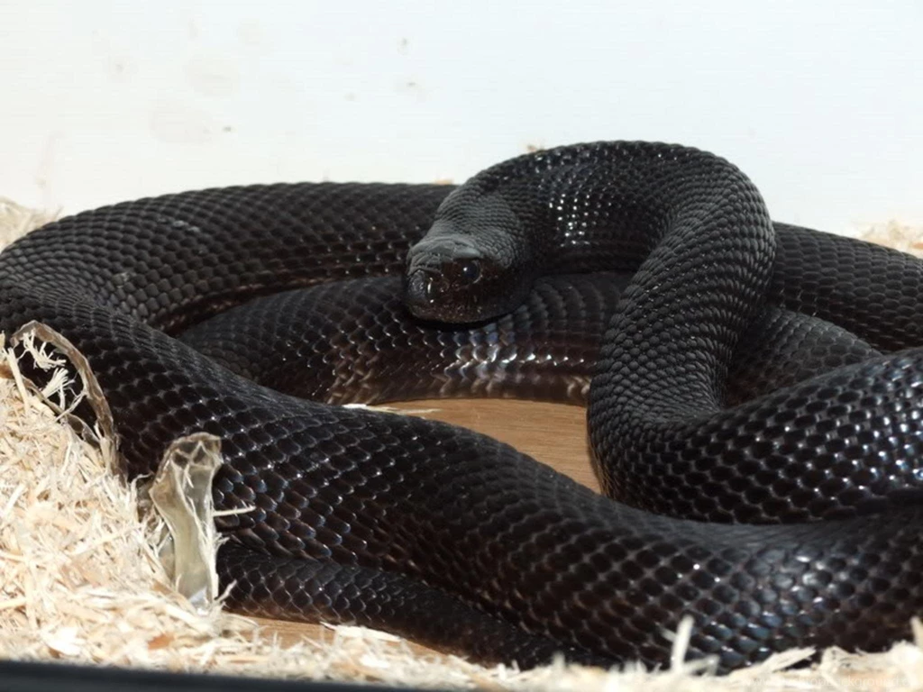Black Mamba Snake Wallpapers , New Wallpapers, New Wallpapers
