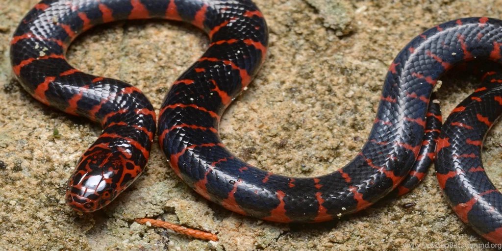 Exotic Snake Wallpapers