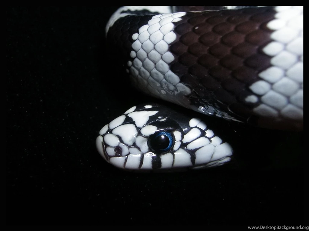 King Snake By Chepper On DeviantArt