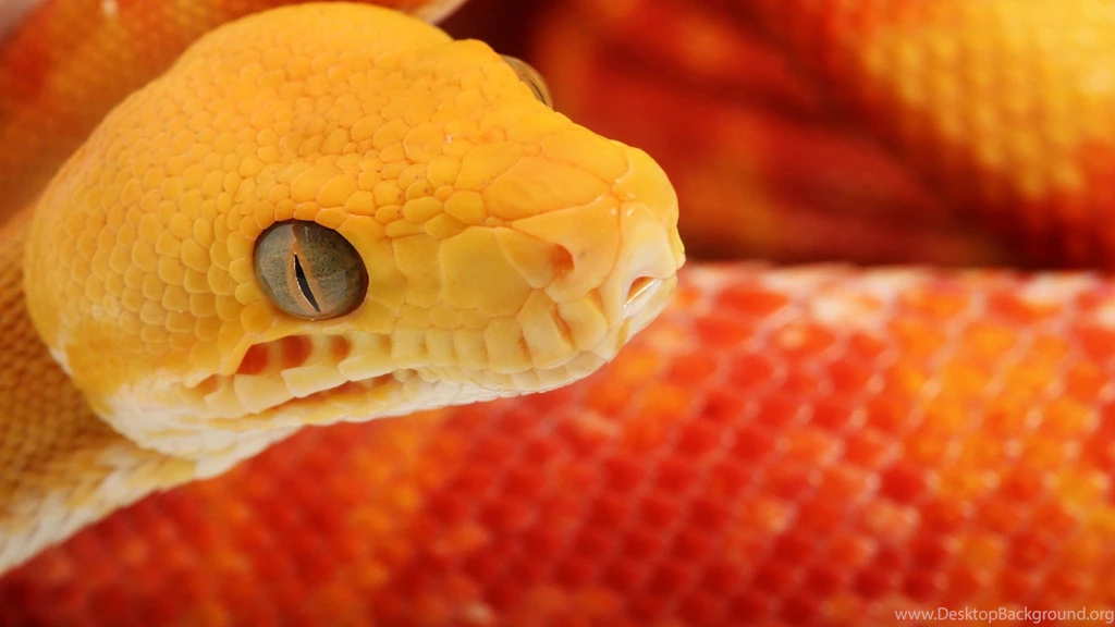 Download Cobra Snake Wallpapers For Android