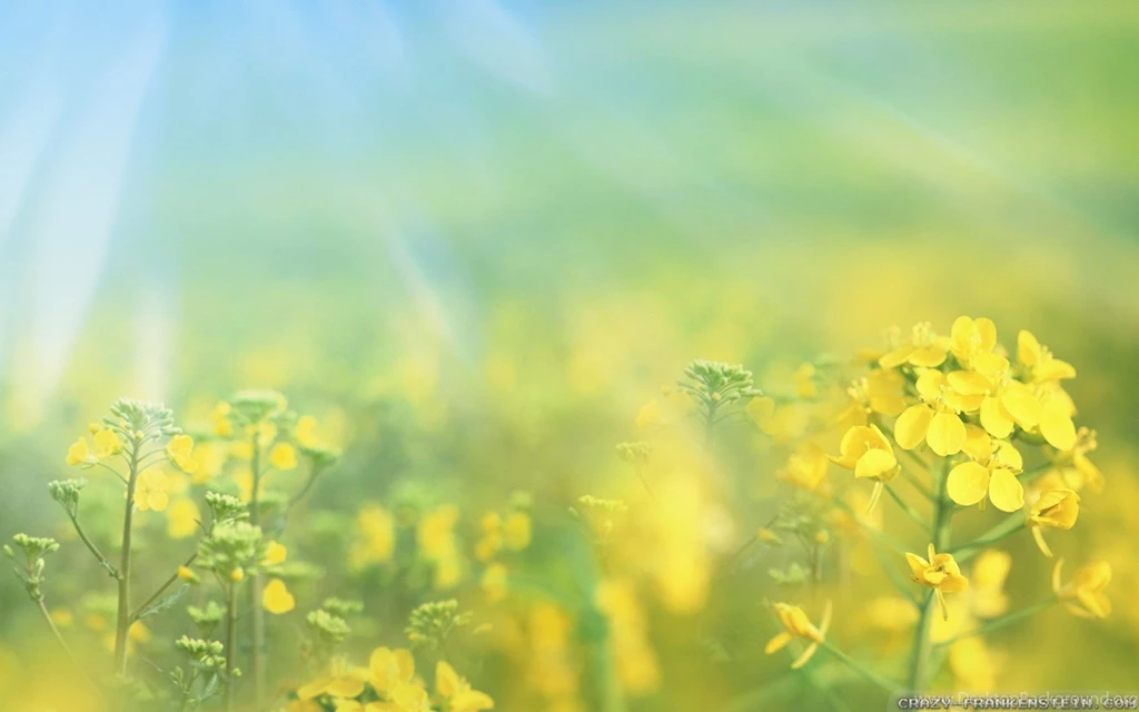 Spring Flowers Wallpapers 2 Crazy Frankenstein