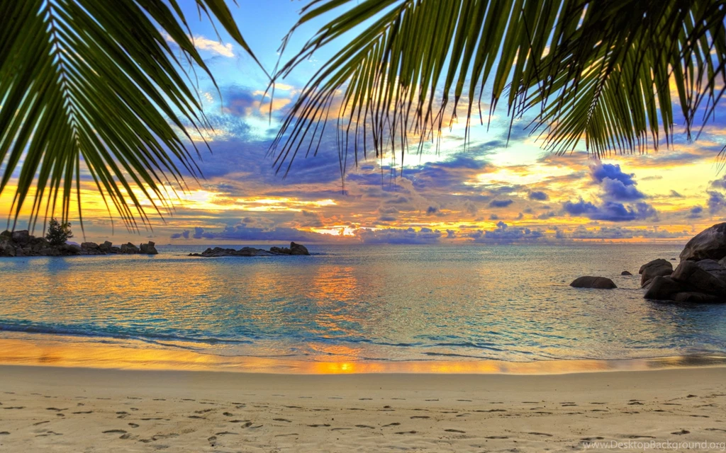 Palm Trees Wallpapers, Desktop Wallpapers » GoodWP.com