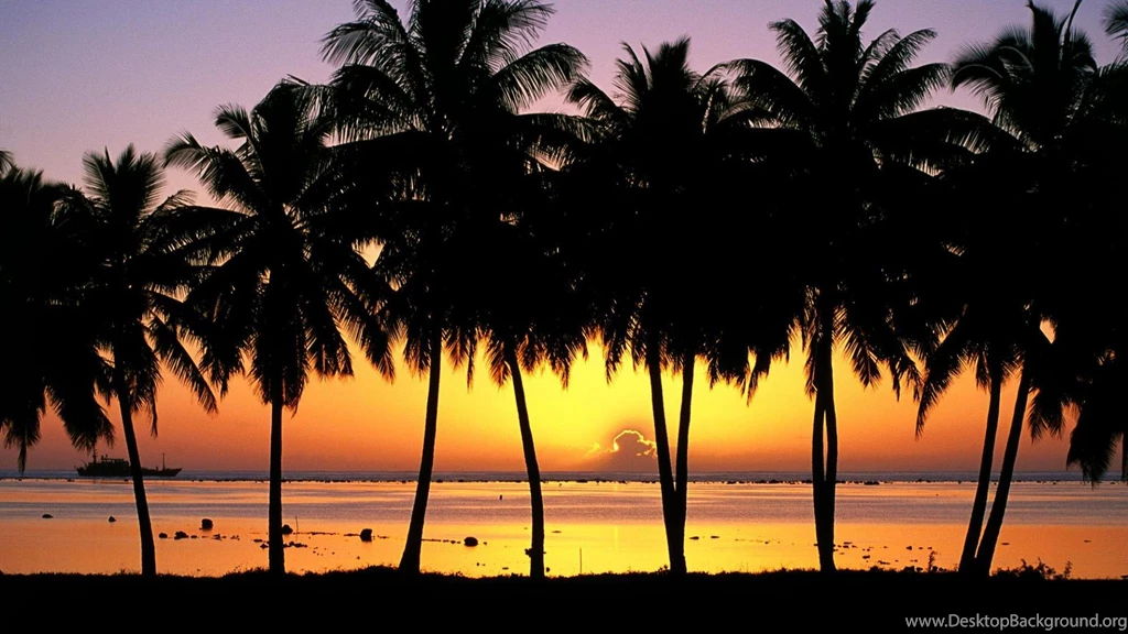 Palm Tree Desktop Wallpapers HD Wallpaper Backgrounds Of Your Choice