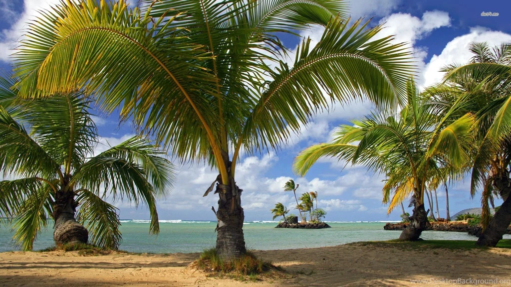 26 Palm Trees Wallpapers 1280x800 Palm Trees Wallpapers 1366x768 ...