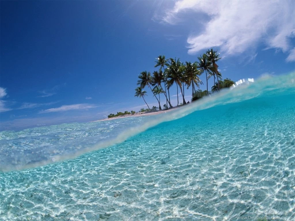 1024x768 Palm Tree Desktop PC And Mac Wallpapers