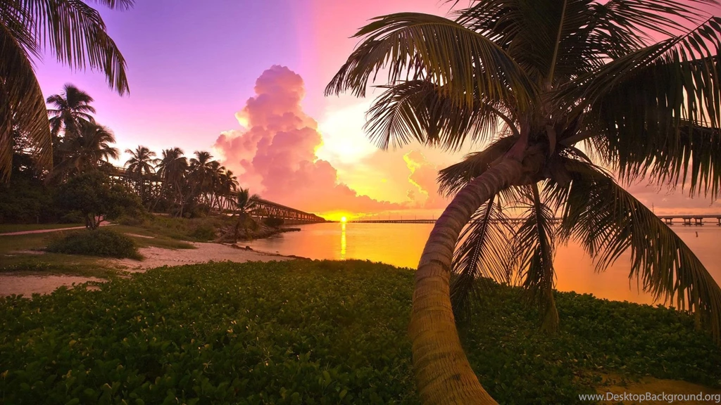 High Resolution Palm Tree Best Wallpapers SiWallpaperHD 20447