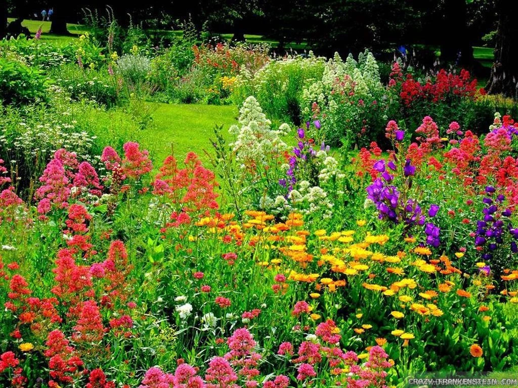 Colorful beautiful flower garden wallpapers – Sky HD Wallpapers