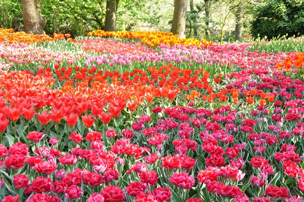 Flower Garden: Flower Garden Wallpapers Flower Garden Images Cool ...