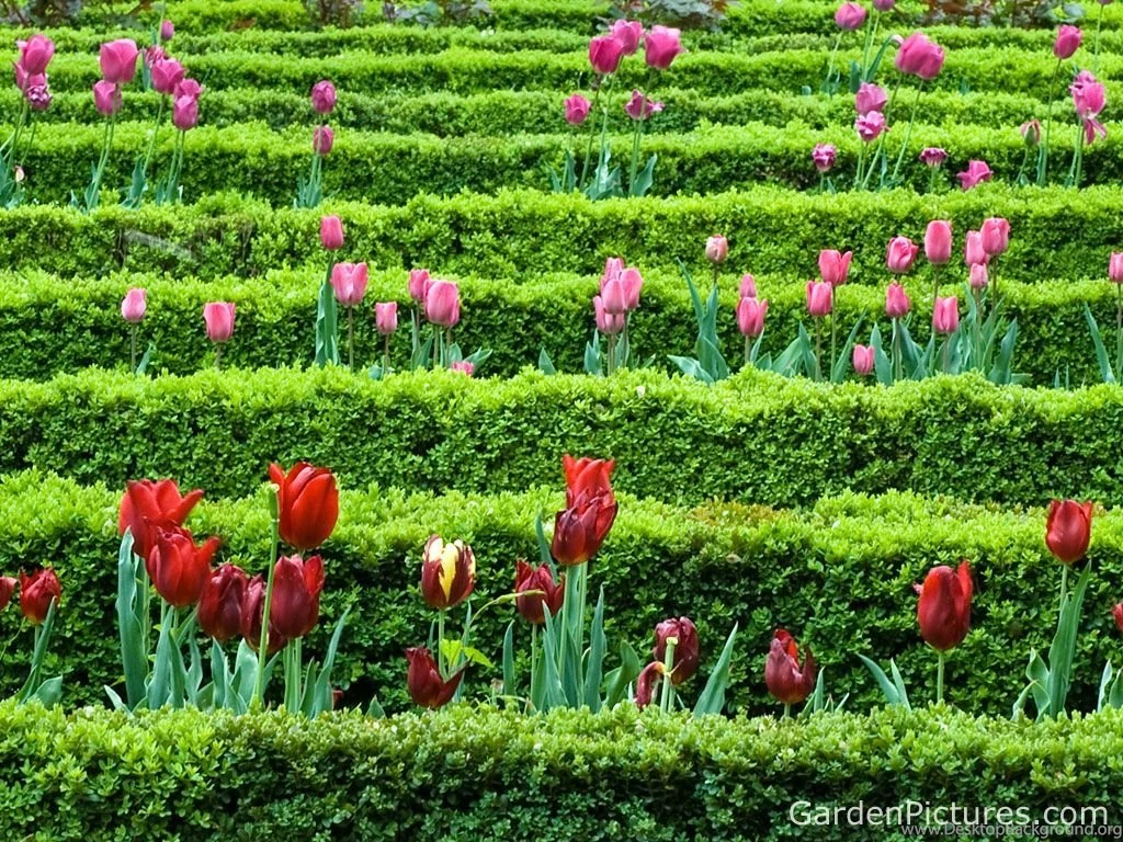 Flower Garden Wallpapers For Desktop Xqgvef Sky Designs Ideas