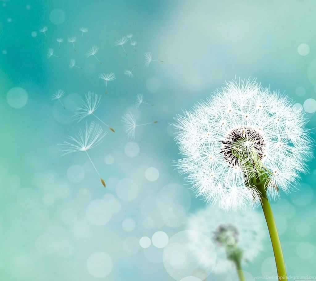 Dandelion Backgrounds   Wallpapers Cave