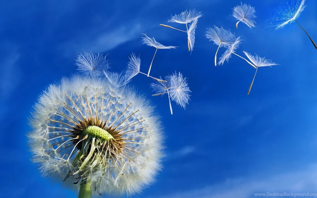 Dandelion flower falling wallpapers.jpg