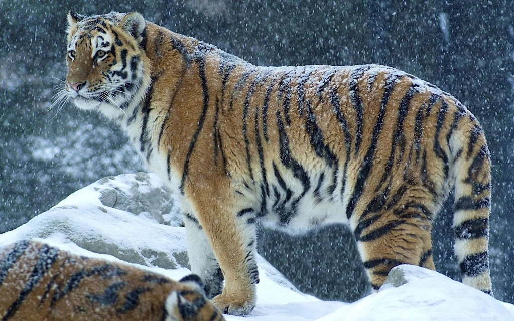 Tiger Snow Wallpapers