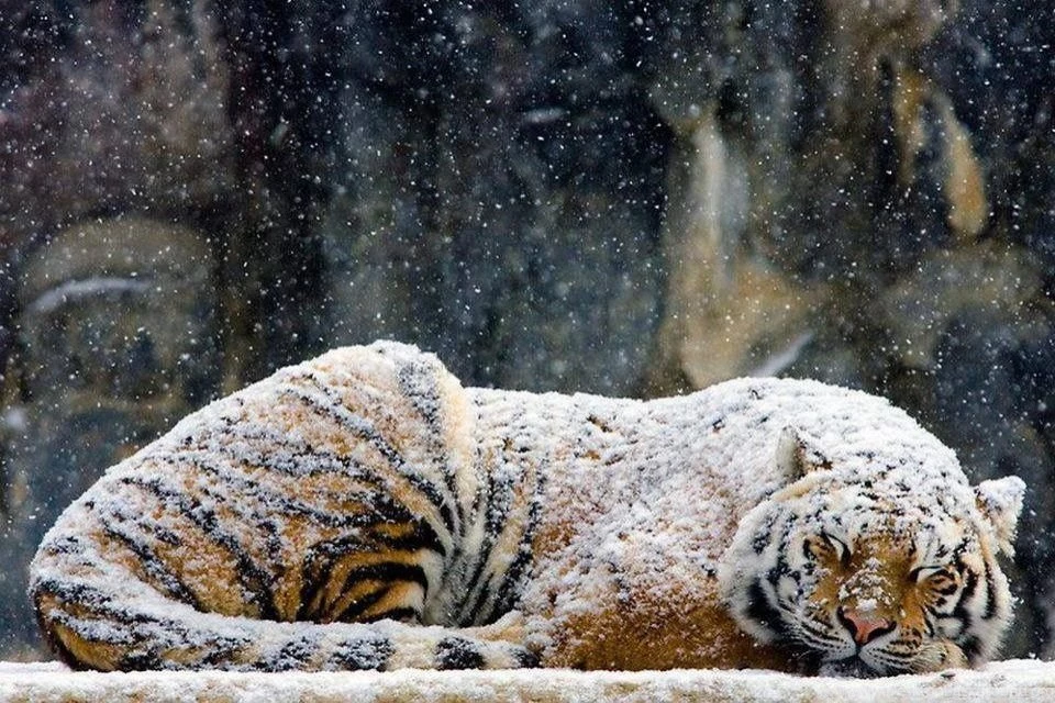 Snow Tiger HD Desktop Wallpapers : Mobile
