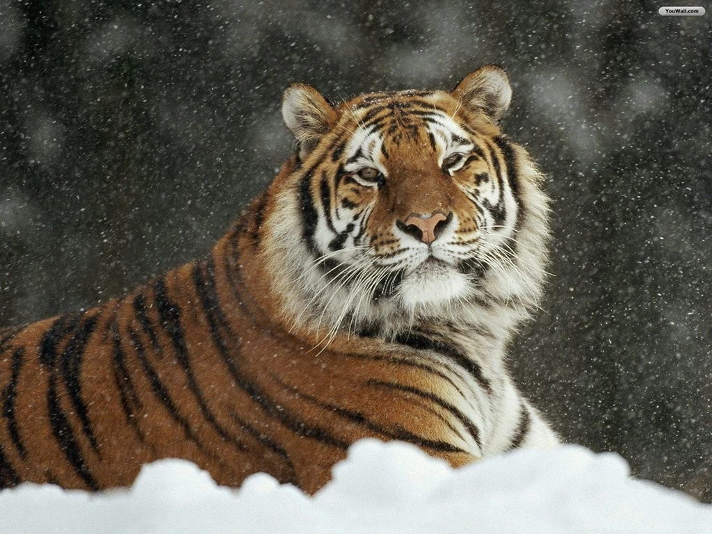 YouWall   Snow Tiger Wallpapers   Wallpaper,wallpapers,free ...