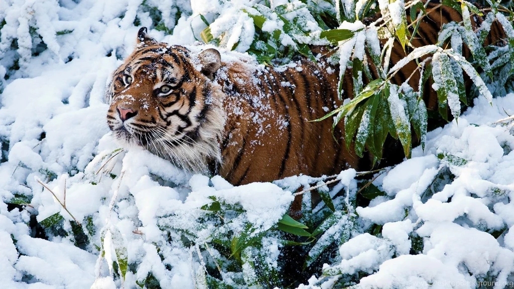 Tiger in The Snow Wallpaper.jpg