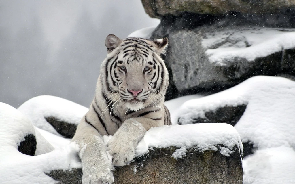 Gallery For   Albino Tiger Wallpapers