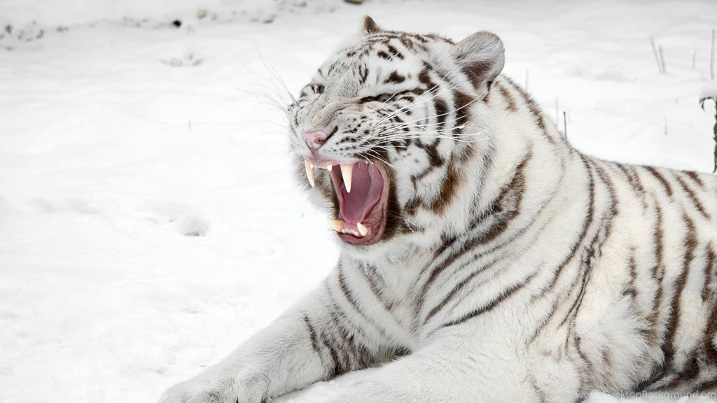 Download Wallpapers 3840x2160 White Tiger, Snow, Predator, Mouth ...