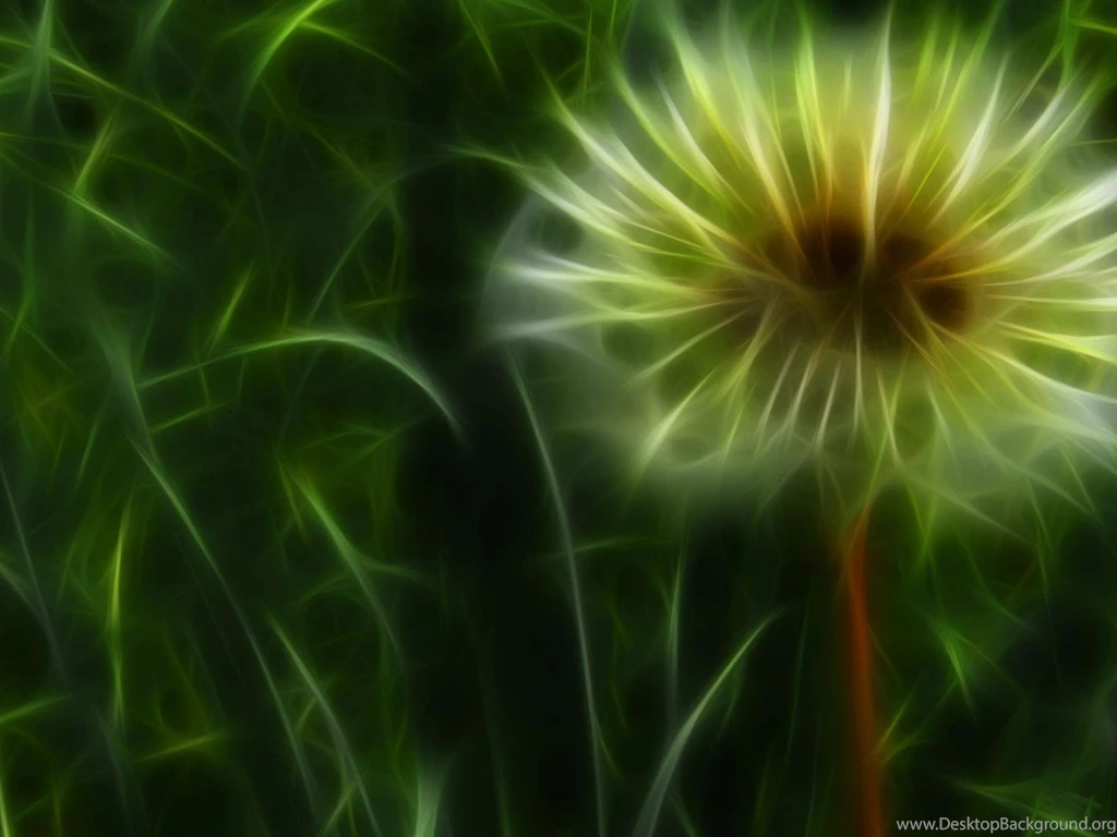 Desktop Wallpapers · Gallery · Windows 7 · Dandelion