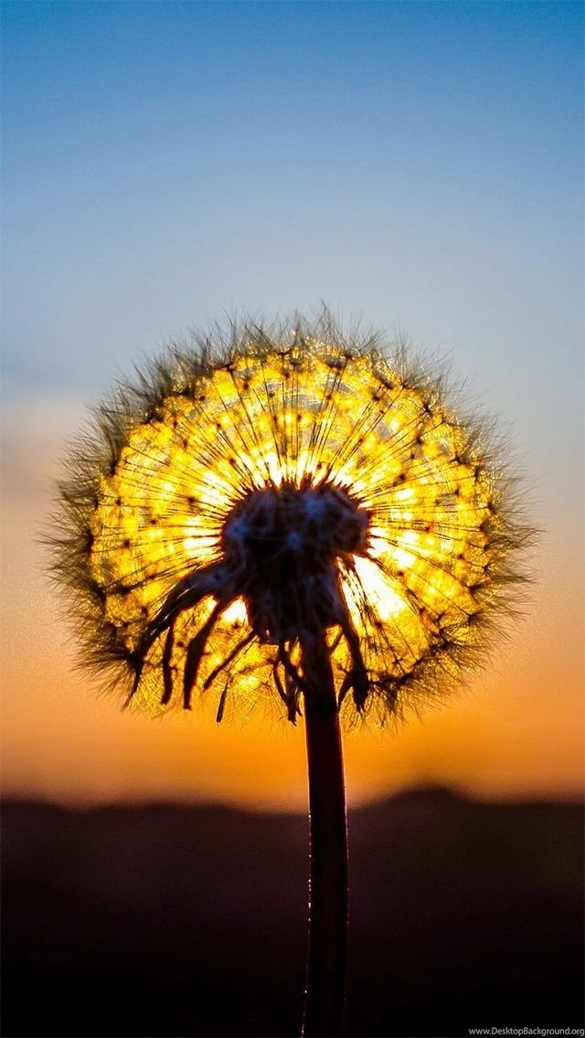 Dandelion Fluff Balls.... On Pinterest