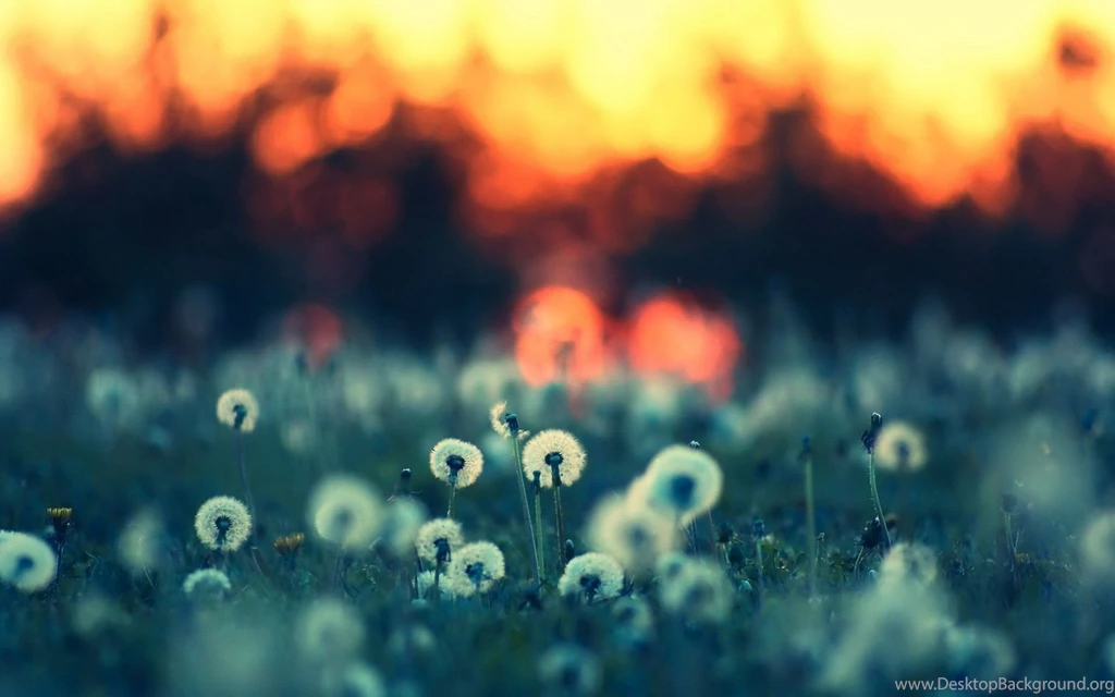 Dandelion Computer Wallpapers, Desktop Backgrounds