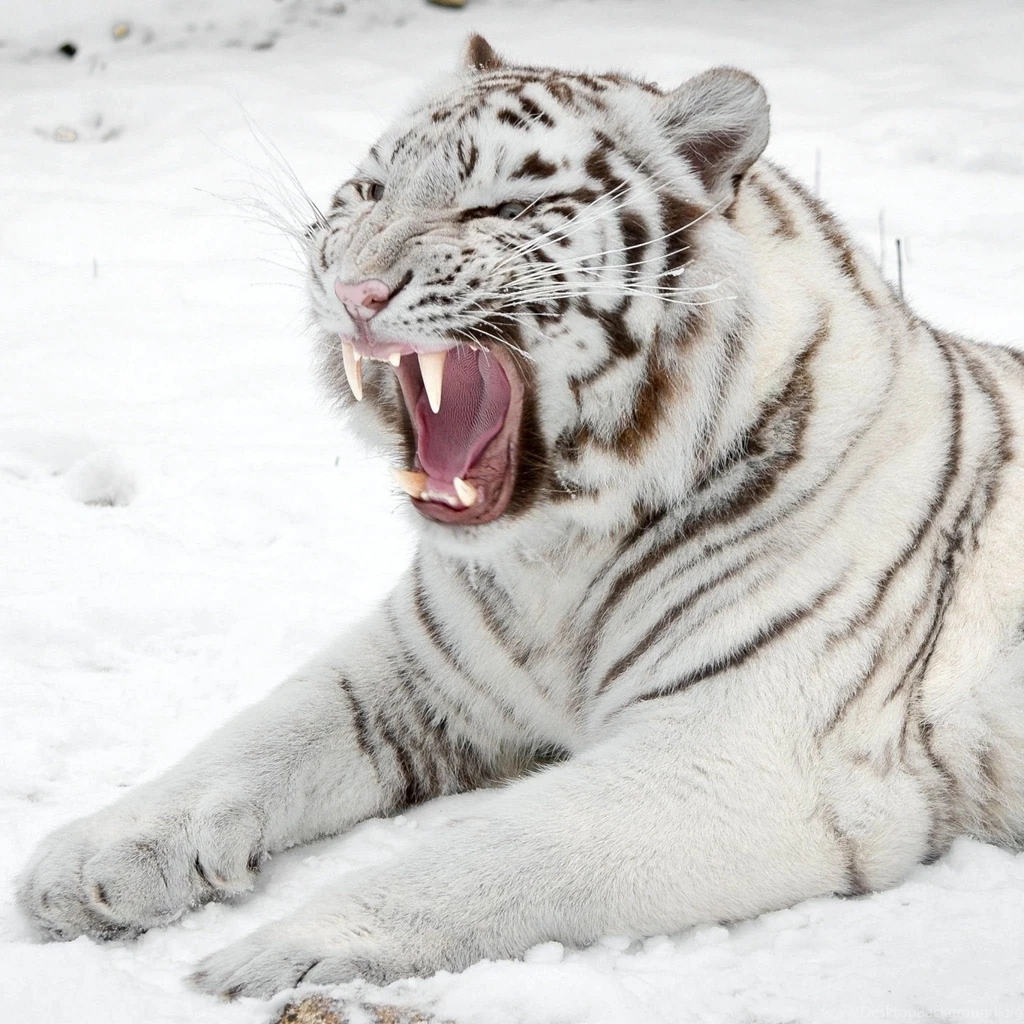 Download Wallpapers 2048x2048 White Tiger, Snow, Predator, Mouth ...