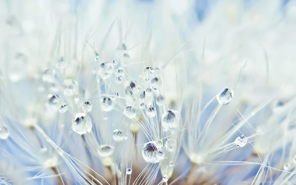 Download Wallpapers 2560x1600 Fluff, Dandelion, Seeds, Drops ...
