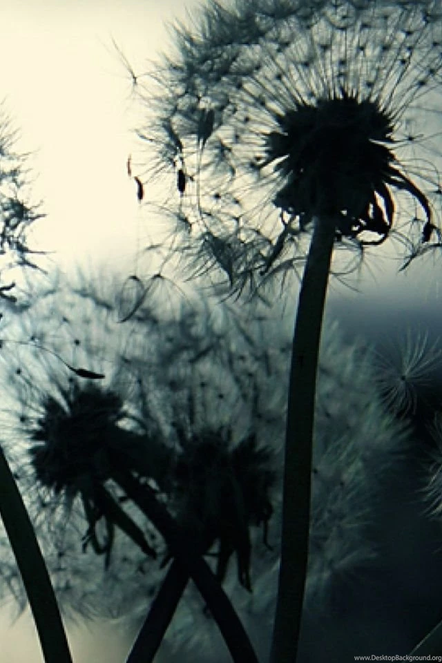 Dandelion iPhone Desktop Backgrounds 10104   HD Wallpapers Site