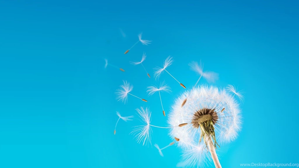 Blowing Dandelion Drawing Wallpaper.