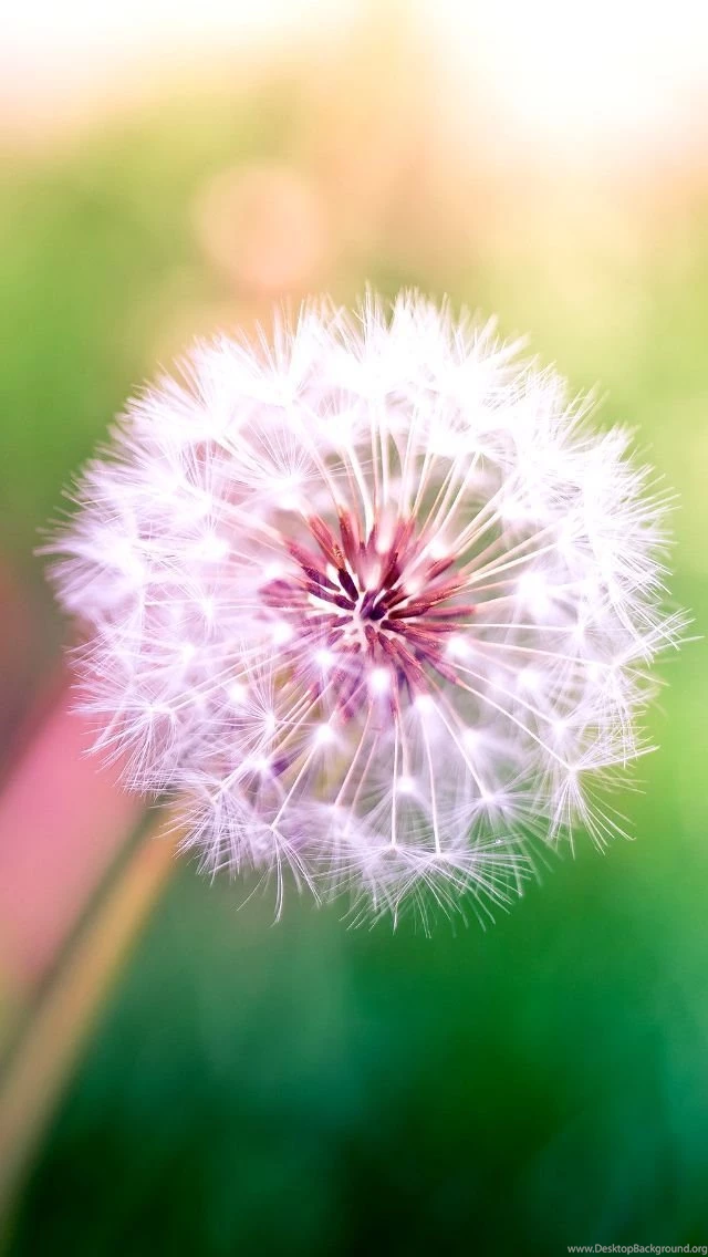 Dandelion