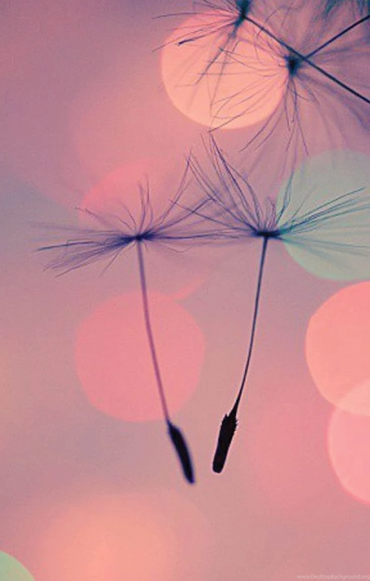 Dandelion Wallpapers For IPhone.