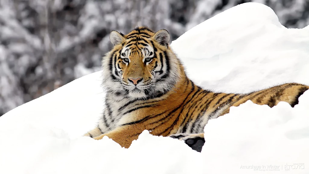 Download Wallpapers 3840x2160 Tiger, Predator, Snow, Down, Big Cat ...