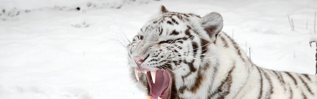 Download Wallpapers 3840x1200 White Tiger, Snow, Predator, Mouth ...