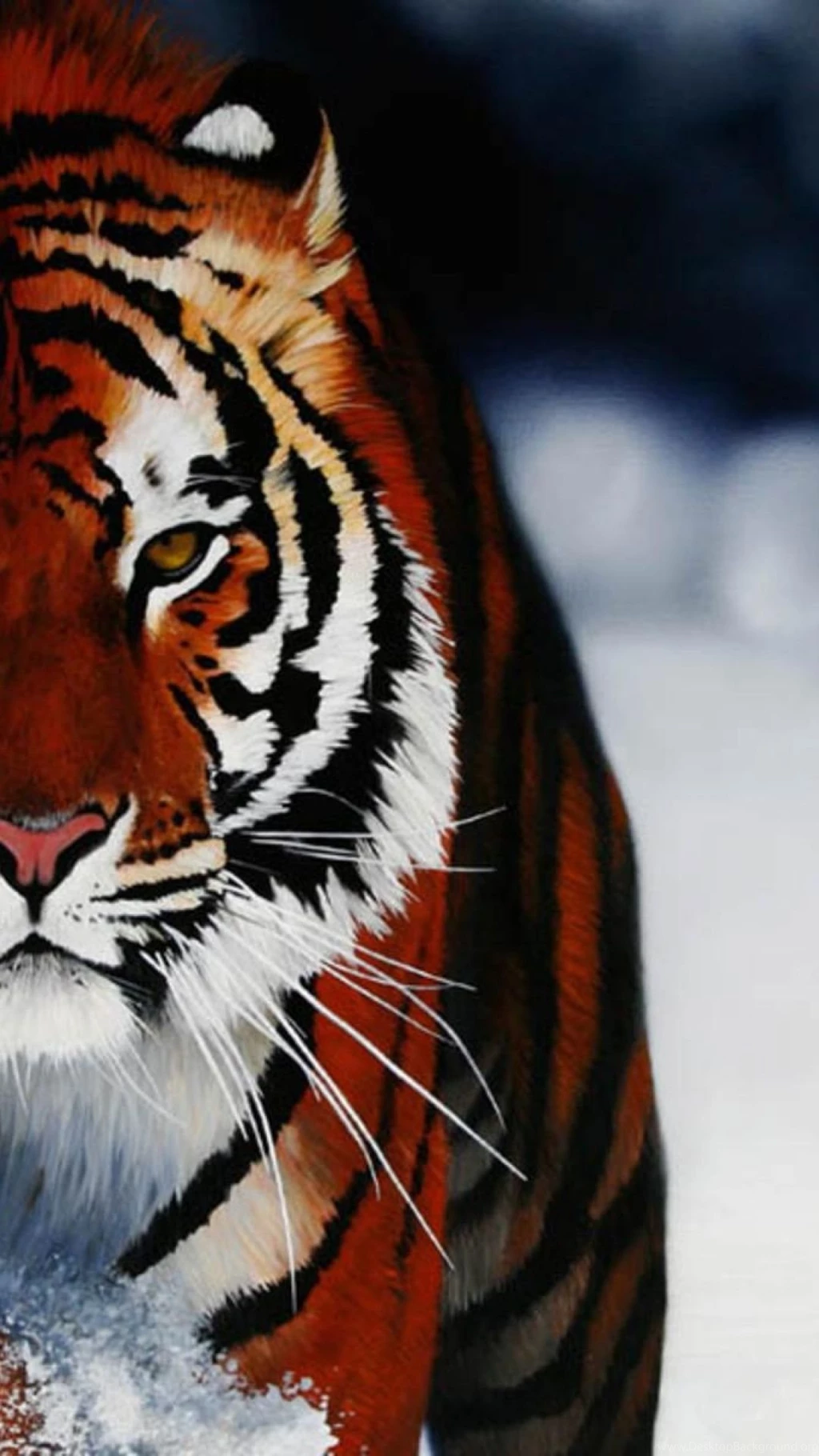 Tiger In Snow S4 Wallpapers