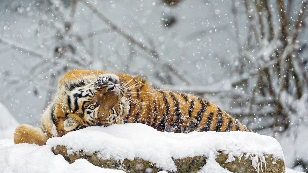 Tiger Rolling On The Snow Uhd Wallpapers Ultra High Definition ...