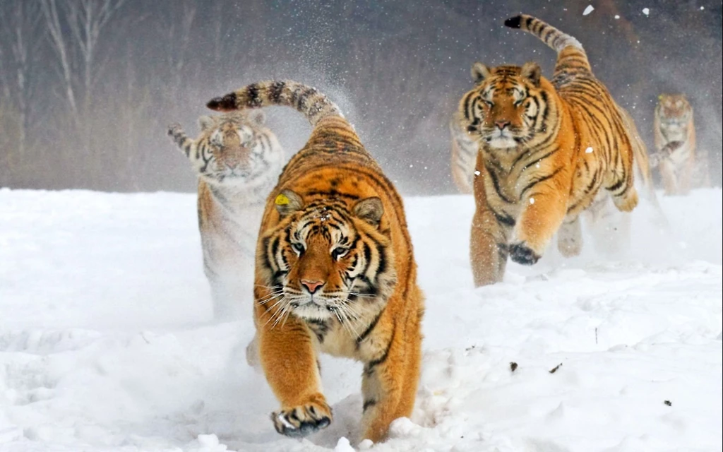 Tiger In Winter ImgMob