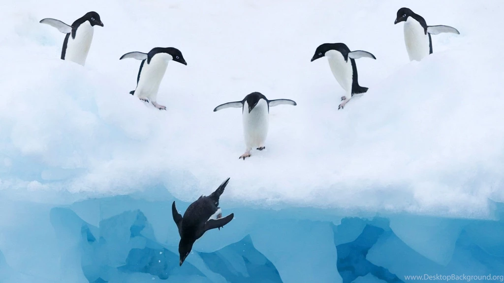 Penguin Computer Wallpapers, Desktop Backgrounds