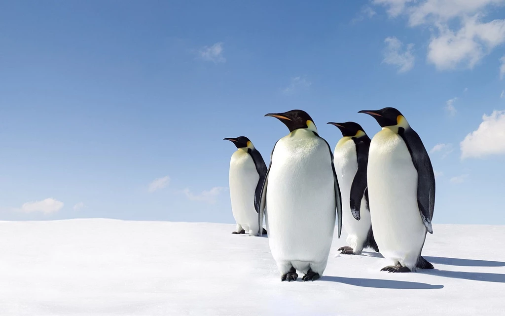 Gallery For Emperor Penguin Desktop Wallpapers