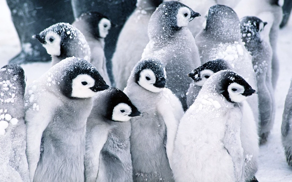 Animals Wallpapers HD Desktop Backgrounds Page 30