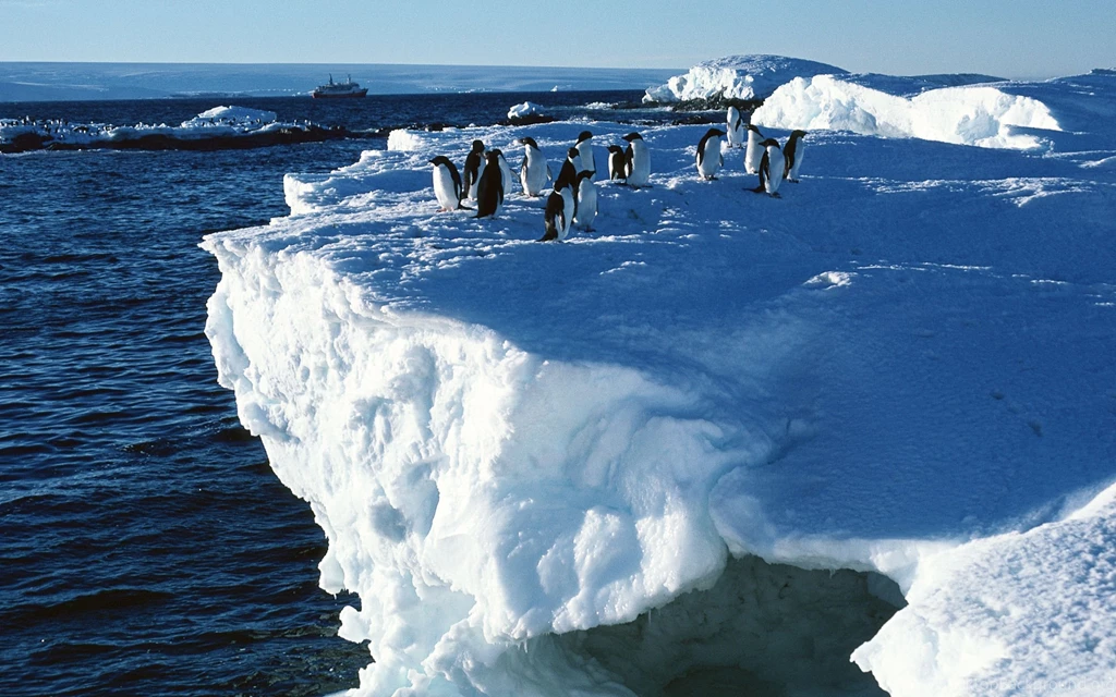 Penguin Computer Wallpapers, Desktop Backgrounds