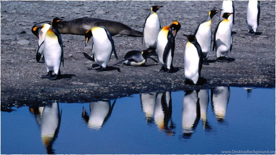 Penguin Backgrounds Android Apps And Tests AndroidPIT