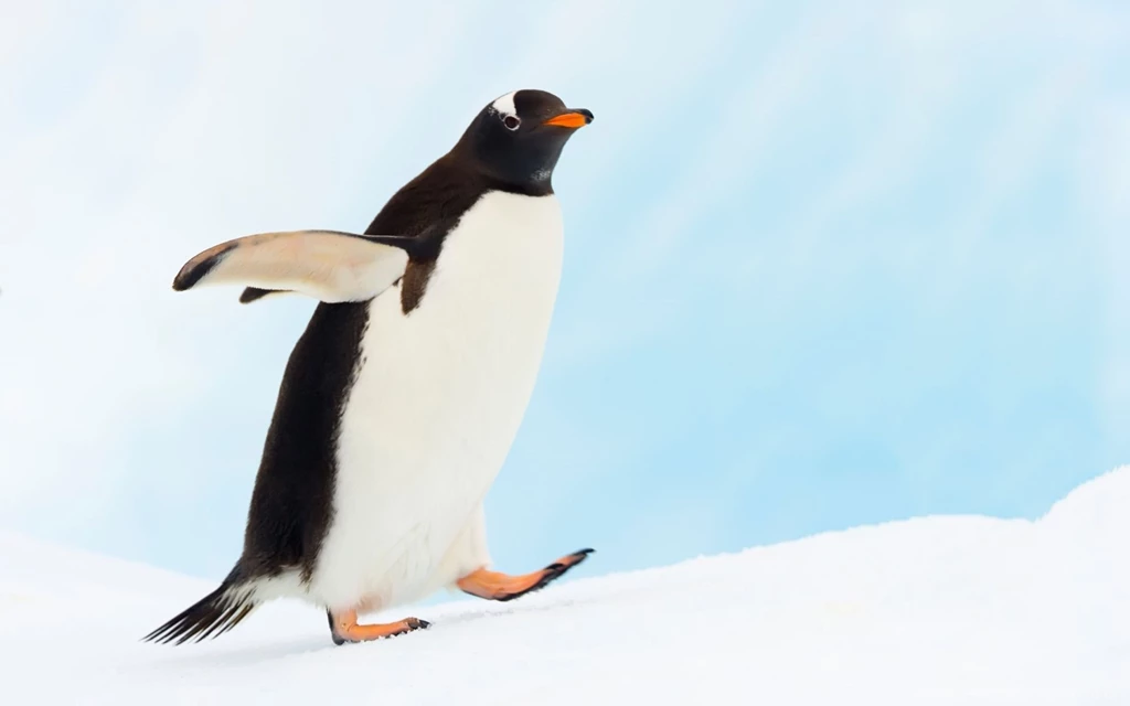 Gallery For Animal Penguin Wallpapers