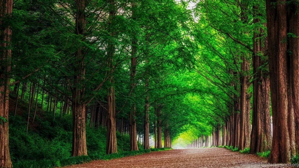 HD Backgrounds Green Forest Trees Straight Road Wallpapers ...